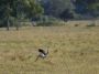 Day04 - 39 * See Rhea running